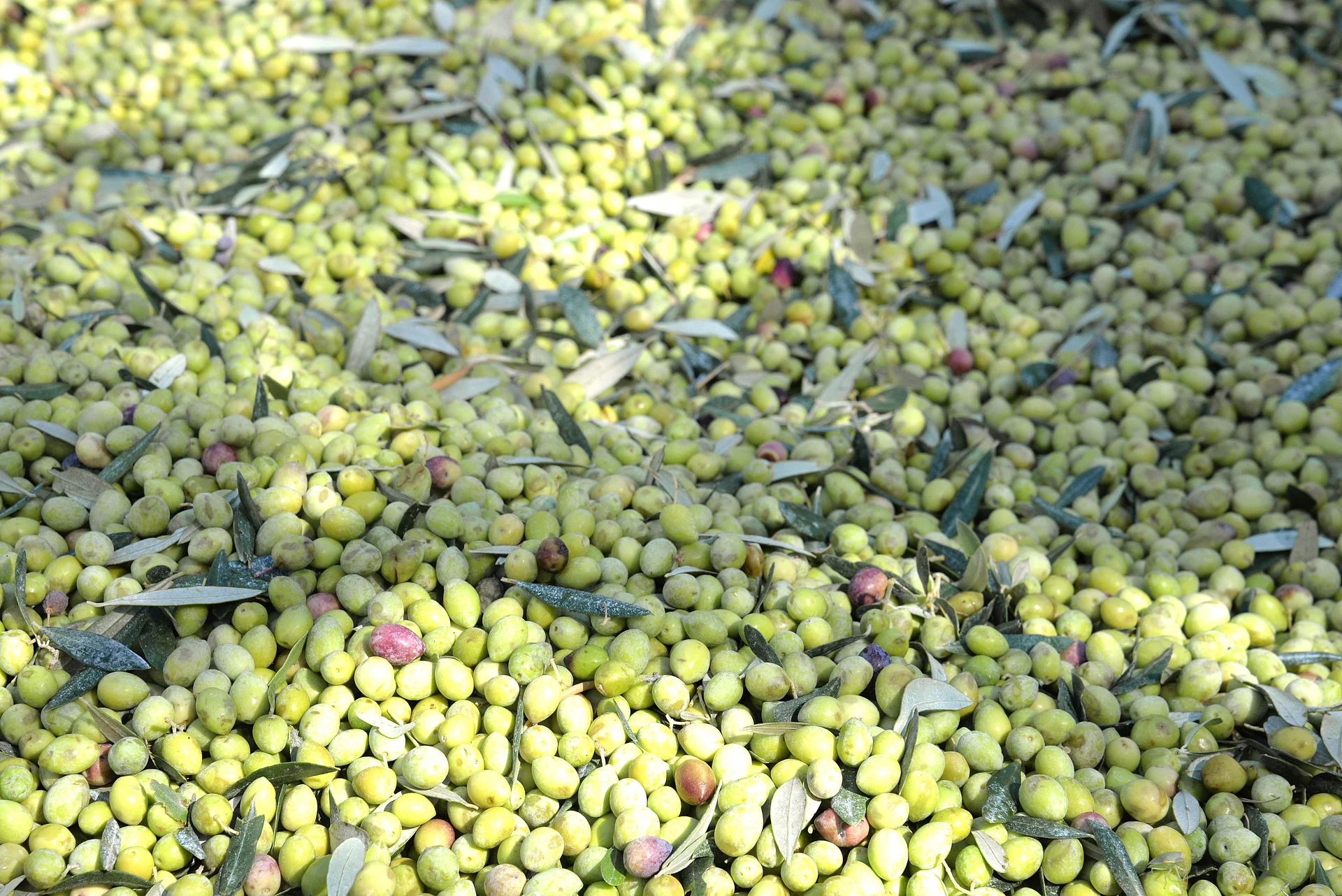Frisch geerntete Oliven aus kontrolliert biologischem Anbau – Ausgangspunkt für Rapunzel Bio-Olivenöl.