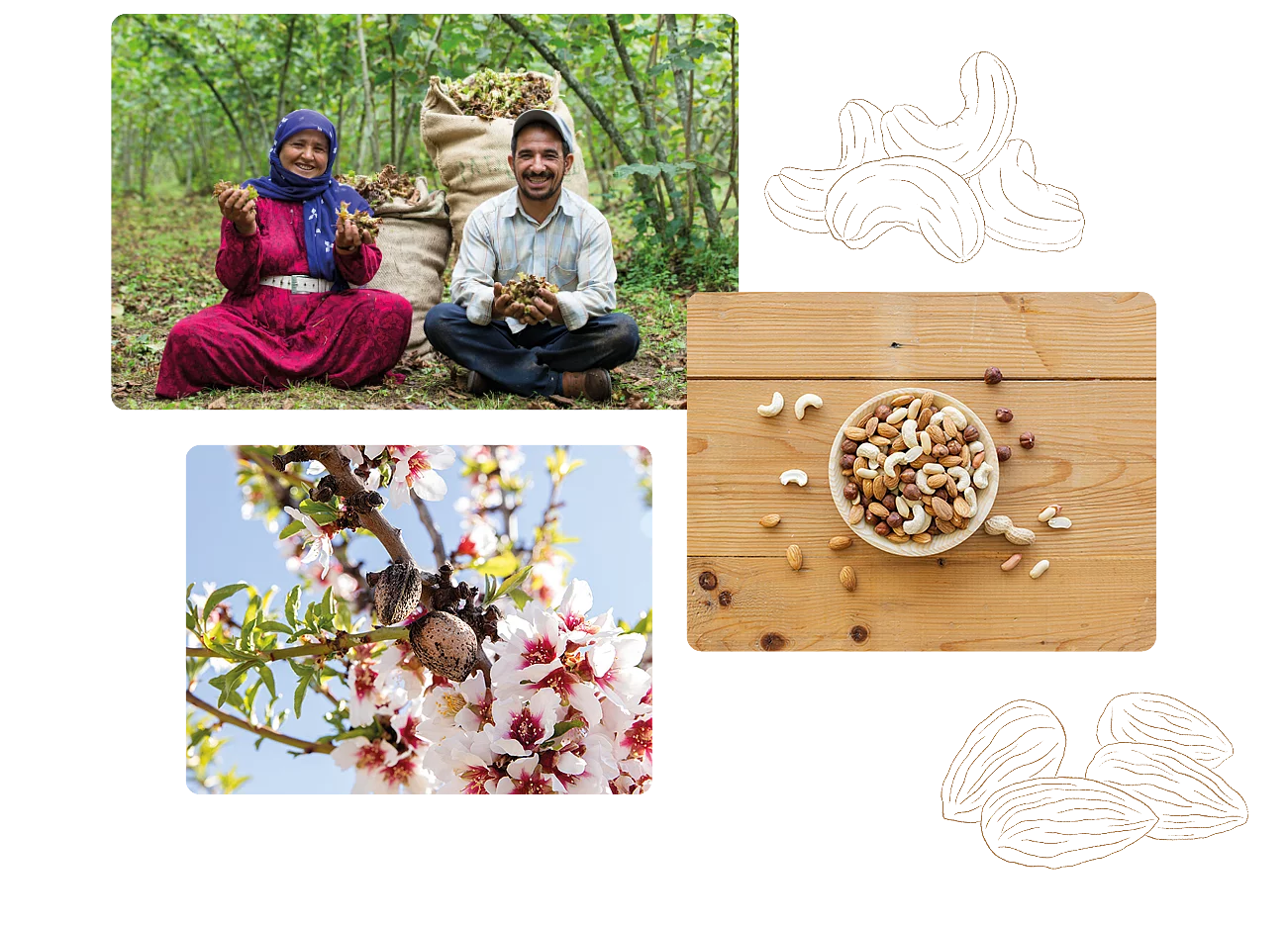Rapunzel achtet besonders auf die Qualität der Rohstoffe. Collage aus drei Bildern, die Haselnussbauern, Mandelblüte und eine Nussschale zeigen.
