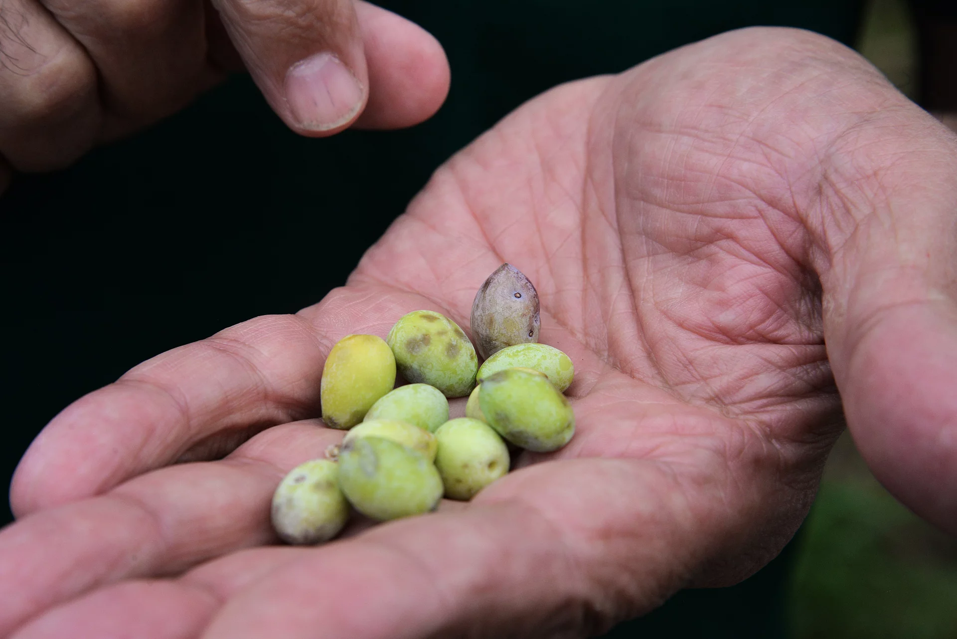 Hand hält eine Handvoll frischer Oliven – Grundlage für Rapunzel Bio-Olivenöl aus traditionellem Anbau.