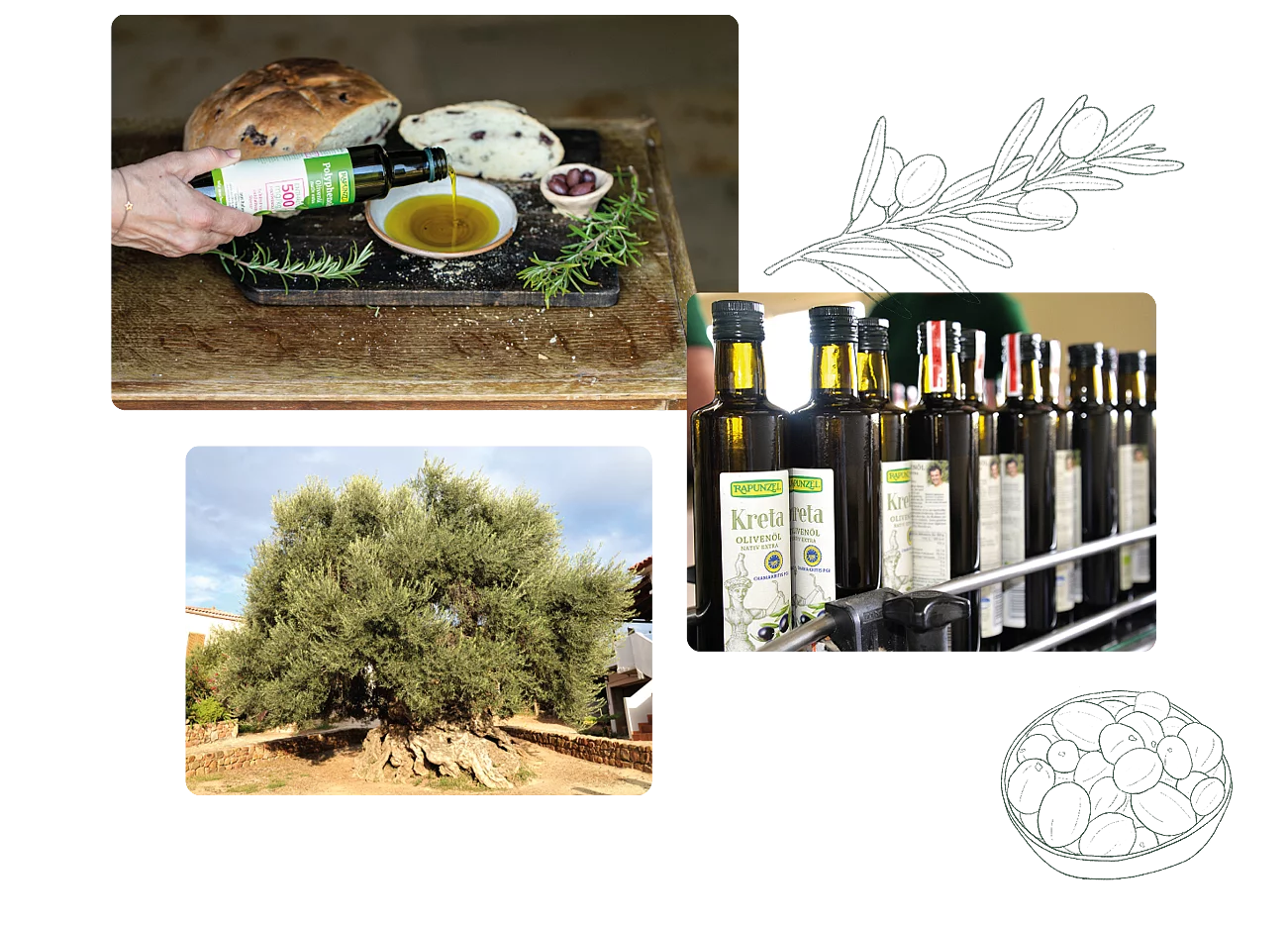 Collage aus drei Bildern zum Olivenöl - gezeigt werden abgefüllte Flaschen in der Produktion, ein alter Olivenbaum und eine Flasche Rapunzel Polyphenolia, deren Inhalt in eine Schüssel gegossen wird.